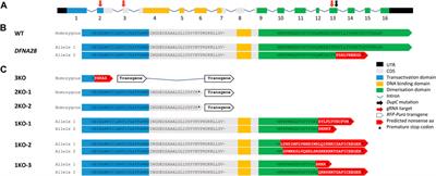 Grainyhead-like 2 is required for morphological integrity of mouse embryonic stem cells and orderly formation of inner ear-like organoids